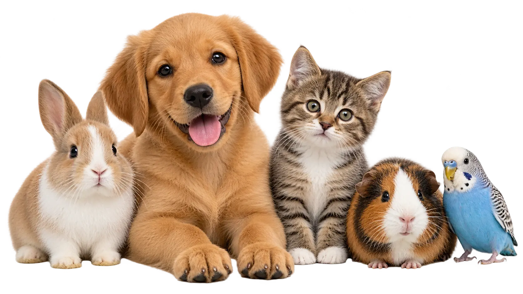 cuccioli_e_piccoli_animali